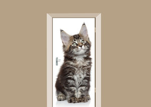 Deursticker kitten main coon