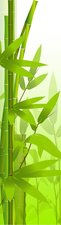 SALE: Muursticker Bamboe tak 45x215cm (BxL)