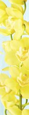 SALE: deursticker orchidee geel 45x215cm (BxL)