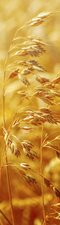 SALE: Deursticker graan 45x205cm (BxL)