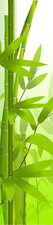 SALE: deursticker Bamboe tak 38x180cm (BxL)