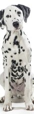 SALE: Deursticker Dalmatier 50x210cm (BxL)