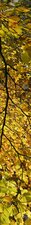 SALE: Muursticker/deursticker herfstbladeren 30x235cm (BxL)