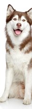 SALE: Muursticker/deursticker Siberische husky  50x210cm (BxL)