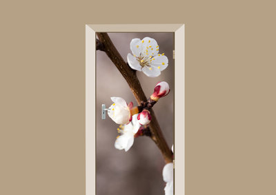 deursticker bloemen abrikozenboom bloesem